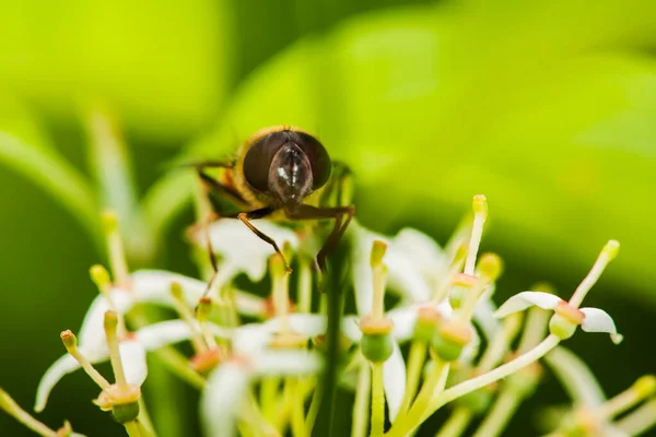 Macro Plano Una Mosca Sentada Sobre Las Flores Alféizar Común —  Fotos de Stock