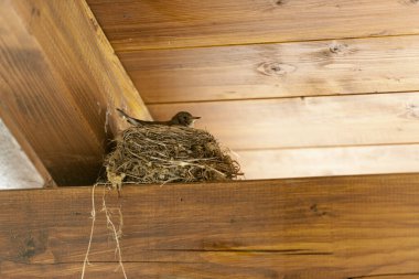 Çiftleşen dişi Bush Warbler (lat: Iduna caligata) bir çatı yapısının çapraz kirişinde bir yuvada.