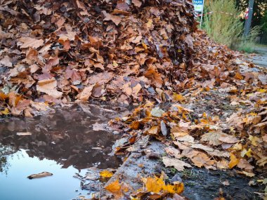 Berlin 'deki bir su birikintisinin yanındaki kahverengi ve nemli yaprakların yakın çekim görüntüsü..