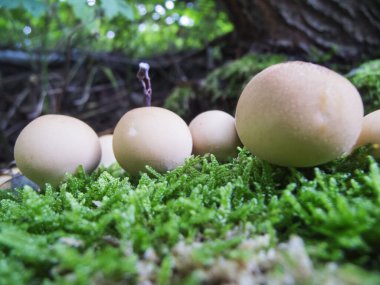 Bavyera 'daki yosunlu orman zemininde küçük bir tüy yumağı (kedi: Bovista pusilla) kümesinin zemin seviyesinde yakın plan görüntüsü.