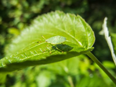 Yazın Bavyera 'da yeşil bir yaprak üzerinde yeşil bir böcek (Palomena prasina) larvasının yan görüntüsü.