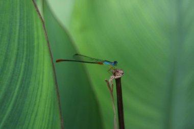 Yeşil yapraklı yusufçuk.