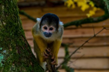 Bir sincap maymunu açık havada bir ağaç gövdesine tırmanır. Primat, doğal yeşillik ve sıcak tonlarla çevrili meraklı ve tetikte görünüyor. Sahne tipik vahşi yaşam davranışlarını ve doğanın sakin atmosferini vurguluyor..