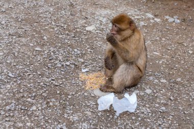 Maymun, çakıl taşının üzerinde oturmuş, atılmış dokunun yanında kırıntılar yiyor, gizli vahşi yaşam sahnesinde sessiz taş dokusuyla yakalanan fırsatçı yiyecek arama davranışı.