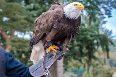 Kel kartal keskin, yoğun bakışları ve detaylı tüyleriyle eldivenin üzerine tünemiş, yakın çerçeve göz, gaga ve pençeleri vurguluyor, eğitim amaçlı sergilenen atmosfer