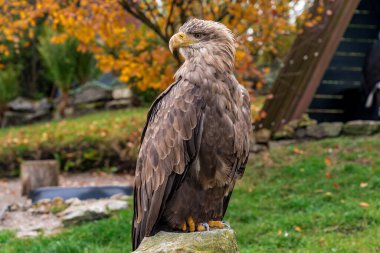 Yırtıcı kuş profili yumuşak sonbahar ışığı, kavisli gaga ve katmanlı kanat tüyleri belirgin, dengeli duruş ve düşünceli ifade ile yakalanır.