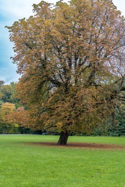 Geniş tepe örtüsü ve sağlam gövdesiyle çimlerin üzerinde yükselen yüksek meşe ağacı, dikey bileşim yüksekliği ve varlığı vurgular, sessiz gökyüzü ve uzak orman barışçıl bir ölçek ve barınak taşır