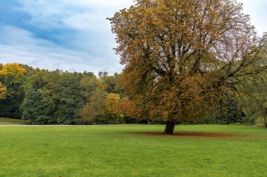 Yalnız meşe ağacı canlı yeşil çimlerin üzerinde duruyor bulutlu gökyüzünün altında, sonbahar yaprakları dönmeye başlıyor, uzak ağaçlık çerçeve sakin sahne, yumuşak ışık ve açık alan rahatlama ve arkaplan için ideal