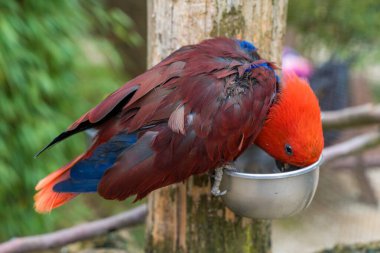 Tünekteki kaseden su içen kızıl saçlı papağan, zengin kırmızı ve mor tüylü, paslanmaz besleyiciye batırılmış parlak kıvrımlı gagalı, sakin kuş yapısı, tüy detayı ve yansıtıcı metal kontrastı.,