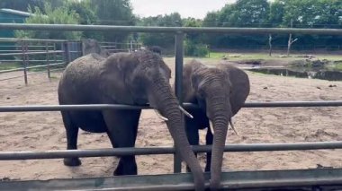 Hayvanat bahçesi çitlerinde iki Afrika fili, metal bariyerlere yaslanmış buzağı yetişkin muhafız gövdesiyle etrafı kumu kaplı gölcükler ve ağaçlarla kaplıyor, ılık yaz ışığı, nazik burun kıvırma