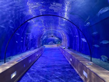 Mavi ışıkta yıkanmış sualtı tünel akvaryumu, yukarıda yüzen balık ve köpekbalığı sürüleri, parlak zemine yansıyan yumuşak LED aydınlatma, sakin ortam