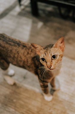 Çekici bir yakın plan, kapalı alanda duran bir tekir kediyi yukarı doğru bakan etkileyici gözleriyle yakalar. Kedinin çizgili paltosu ve beyaz pençeleri yumuşak ışıkta vurgulanıyor.