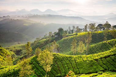 Bu görüntü, yumuşak sabah ışığı altında yemyeşil terasların yamaçlardan aşağı taştığı bir çay tarlasının huzur verici güzelliğini yakalar. Dalgalanan manzara, ağaçlar ve...