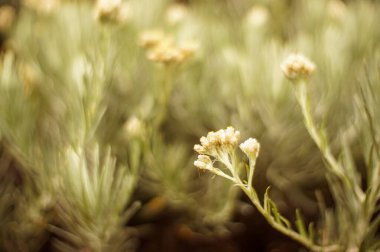 Bahçedeki güzel beyaz çiçekleri kapat.