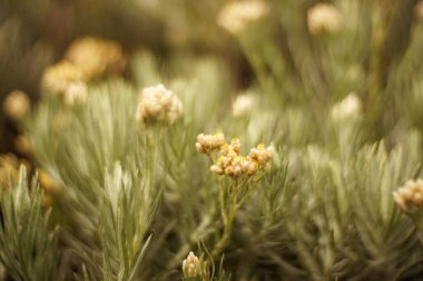 yakın - küçük beyaz çiçeklerin görünümü