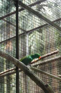 Çarpıcı bir görüntü, canlı yeşil bir eklektus papağanı tel kafesi içindeki bir dala nazikçe tünemiş. Bu büyüleyici fotoğraf kuşun güzelliğini vurgular, renklerini vurgular.