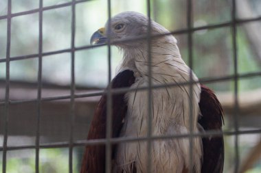 Bu görüntü bir Brahminy uçurtmasını yakalar, haliaastur sanayisi olarak da bilinir, parmaklıkların arkasında. Yırtıcı kuş esaret altında görünüyor, tüyleri metal parmaklıklara zıt düşüyor. Şey...