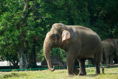 Zarif bir Asya fili yemyeşil bir alanda zarifçe dolaşarak huzurlu ve doğal bir manzara yaratır. Görkemli hayvan büyüklüğünü ve nazik doğasını sergiliyor. Bu da onu muhteşem kılıyor.