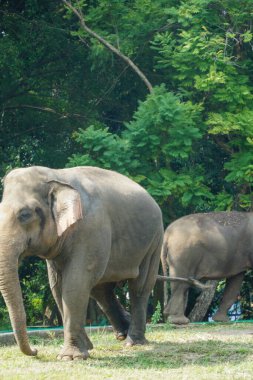 Bu fotoğraf Asya fillerinin doğal ortamlarındaki görkemini gösteriyor. Ağaçların gölgesinde huzur içinde otlayan bu nazik devlere bakın. Görüntü gücü iletir ve...