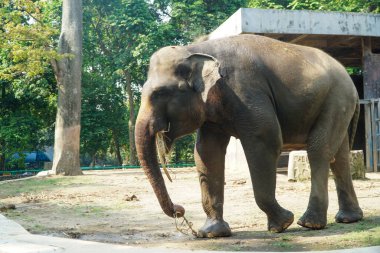Görkemli bir Asya fili doğal ortamında zarif bir şekilde duruyor etkileyici büyüklüğünü ve gücünü sergiliyor. Filin uzun gövdesi ve fildişleri etkileşime girerken belirgin bir şekilde sergilenir.