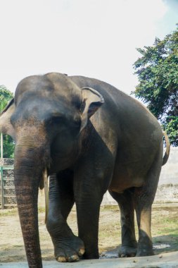 Bu görüntü, muhteşem bir Asya filini, desenli derisini ve belirgin gövdesini, yaşını ve bilgeliğini gösteren yakın plan görüntüsünü yakalar. Nazik dev görkemli bir şekilde doğal ortamında duruyor.,