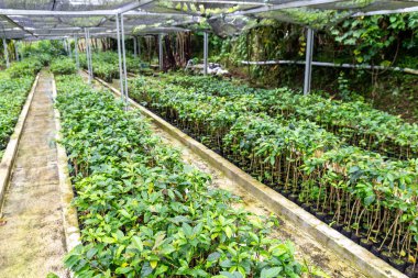 Canlı yeşil kahve filizleri, açık havada koruyucu gölgeler altında gelişir.