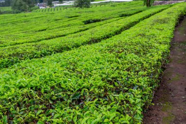 Yamaçta düzgün sıralanmış canlı yeşil çalılar sergilenen yemyeşil çay tarlaları..