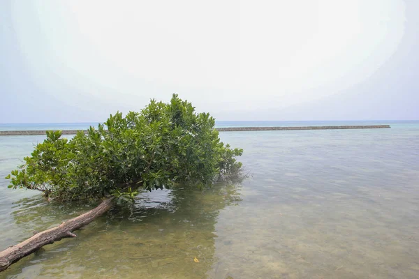 Sahil şeridinin sığ ve berrak sularında tek bir mangrov ağacı yetişir ve huzur verici bir manzara sunar. Sakin sular gökyüzünü yansıtıyor, bu kıyıların ekolojik güzelliğini ve sükunetini vurguluyor.