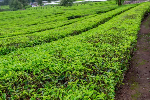 Yamaçta düzgün sıralanmış canlı yeşil çalılar sergilenen yemyeşil çay tarlaları..
