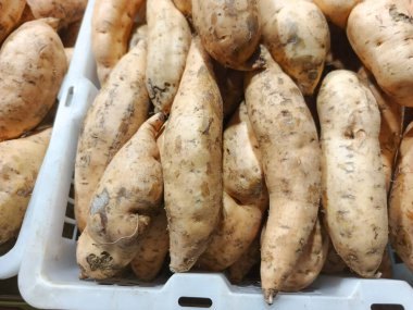 Detaylı bir yakın plan fotoğrafta ağzına kadar taze tatlı patatesle dolu beyaz bir plastik sandık yer alıyor. Kök sebzelerin topraksı tonları ve dokulu yüzeyleri,