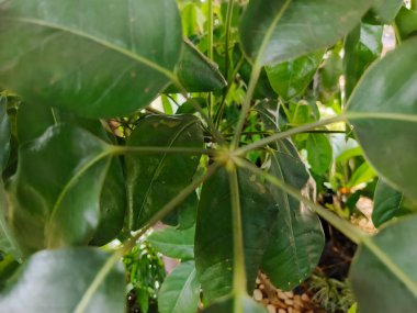 Yeşillik yeşil yaprakların büyüleyici yakın çekimi, doğal ortamdaki karmaşık damar şekillerini vurguluyor. Botanik temalar, büyüme kavramları ve sakin doğal altyapılar için mükemmel..