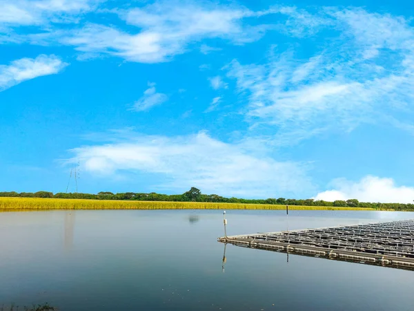 Bu resim huzurlu bir istiridye çiftliği manzarasını gösteriyor. Çiftliğin durgun suyu yukarıdaki parlak mavi gökyüzünü yansıtır, tüylü beyaz bulutlarla benekli. Bir grup altın çim kıyı şeridinde toplanıyor