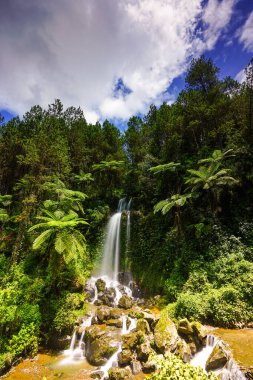 Yoğun yeşillik ve yüksek ağaçlarla çevrili görkemli bir şelale.