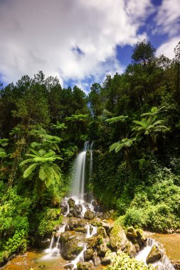 Yoğun, yeşil bir ormanda kayalardan dökülen pitoresk bir şelale.