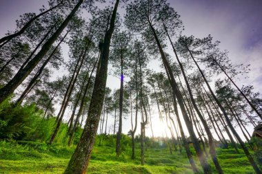 Güneş ışığı yemyeşil bir ormanda yükselen çam ağaçlarının arasından akar, altın bir parıltıyla toprağı aydınlatır ve barışçıl bir açık hava manzarası yaratır.