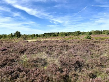 A beautiful photo of the heath with a forest in the background in Germany