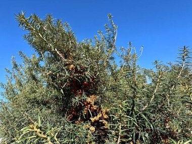 Olpenitz, Almanya 'da mavi gökyüzünün altında bir deniz dikenli çalılığın fotoğrafı.