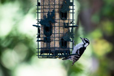 Dişi ağaçkakan (Dryobates ergenlik çağı), ağaçkakangiller (Cervidae) familyasından Kuzey Amerika 'da yaşayan bir ağaçkakan türü..