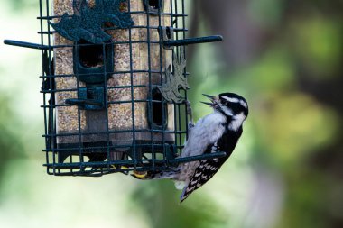 Dişi ağaçkakan (Dryobates ergenlik çağı), ağaçkakangiller (Cervidae) familyasından Kuzey Amerika 'da yaşayan bir ağaçkakan türü..