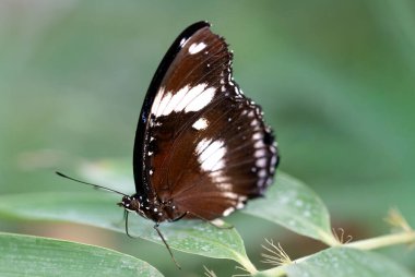 Hypolimnas bolina, Büyük Patlıcan (