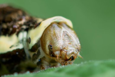 Kral Kırlangıç veya Thoas Kırlangıç Kelebeği 'nin tırtılının yakın plan fotoğrafı (Papilio thoas).
