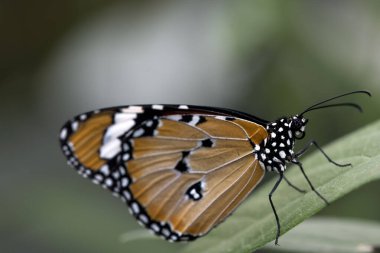 Kral kelebeği (Danaus plexippus), Nymphalidae familyasından bir kelebek türü. Diğer yaygın isimler arasında Milk weed, Common Tiger, Wanderer ve Black-Damined Brown sayılabilir..