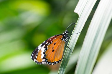 Kral kelebeği (Danaus plexippus), Nymphalidae familyasından bir kelebek türü. Diğer yaygın isimler arasında Milk weed, Common Tiger, Wanderer ve Black-Damined Brown sayılabilir..