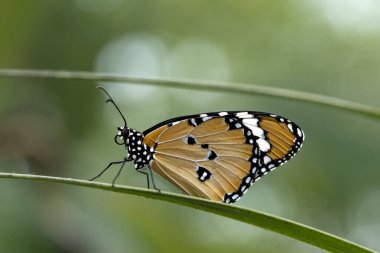 Kral kelebeği (Danaus plexippus), Nymphalidae familyasından bir kelebek türü. Diğer yaygın isimler arasında Milk weed, Common Tiger, Wanderer ve Black-Damined Brown sayılabilir..