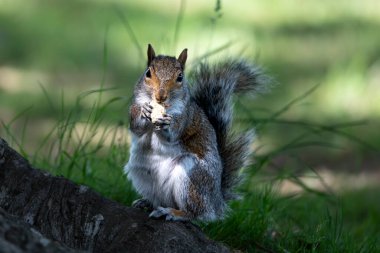 Amerika Birleşik Devletleri dışında Gri Sincap olarak bilinen Doğu Gri Sincap (