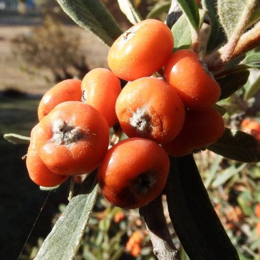 Yapraklı bir dalda güneş ışığı altında portakal meyvelerinin yakın çekimi.