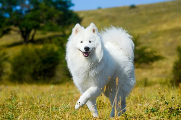 Siberiano samoyed, cão branco husky — Fotografia de Stock