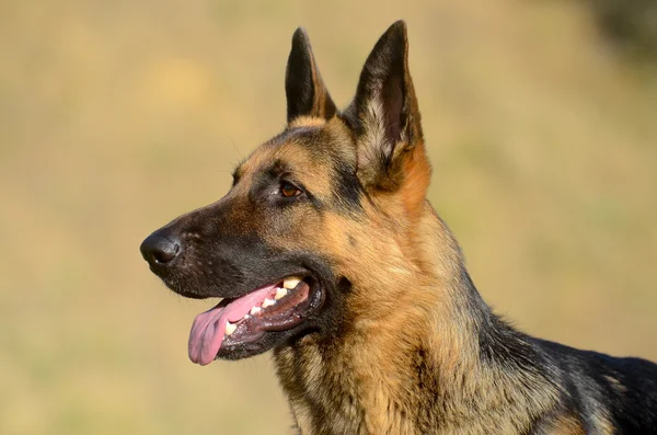 Portrait de chien berger allemand — Photo