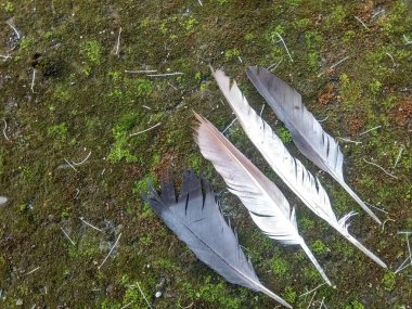 Nemli ve yosunlu zeminde bazı tavuk tüyleri vardı..