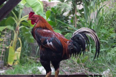Yerel bir erkek tavuğun yakın plan çekimi, keskin tüylerini, parlak tarağını ve kırsal kesimde doğal ve otantik bir his için güçlü duruşunu vurguluyor..